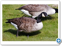 Geese007