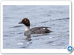 GoldenEye001