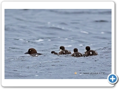 GoldenEye002