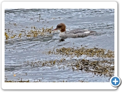 Goosander001