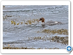 Goosander002