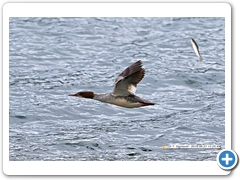 Goosander003