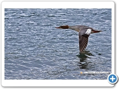 Goosander004