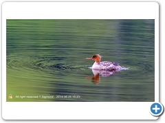 Goosander005