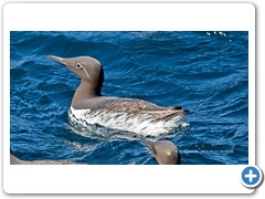 Guilemot008