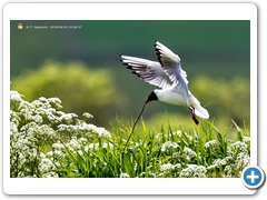 Gulls002