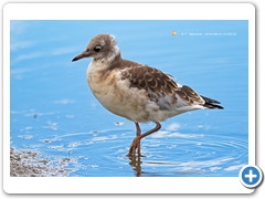 Gulls003