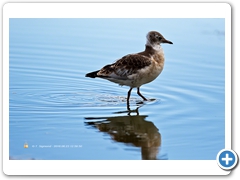 Gulls004