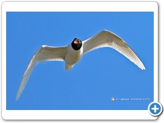Gulls007