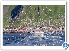 Gulls008