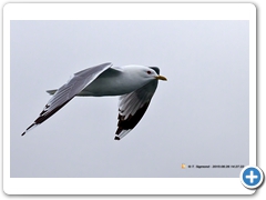 Gulls009