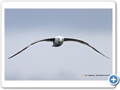 Gulls010