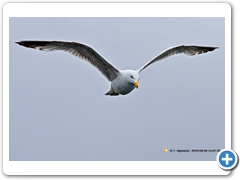 Gulls011