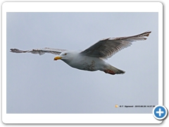 Gulls012