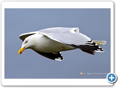 Gulls013