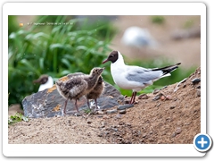 Gulls014