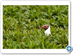 Gulls015