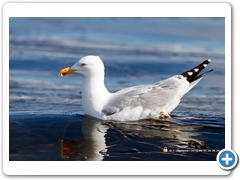 Gulls016