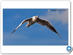 Gulls017