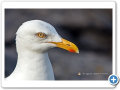 Gulls018