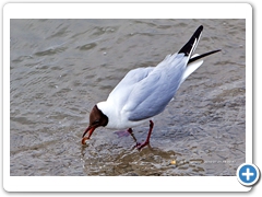 Gulls019