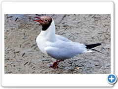Gulls020