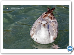 Gulls021