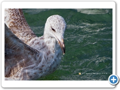 Gulls022