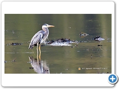 Heron_Egrit001