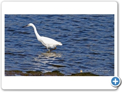 Heron_Egrit002