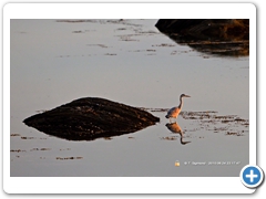 Heron_Egrit003