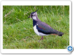 Lapwing001