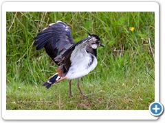 Lapwing002