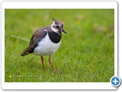 Lapwing003