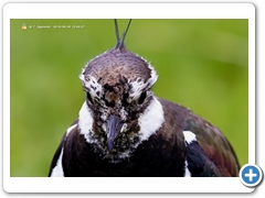Lapwing004