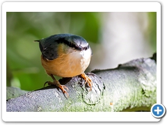 Nuthatch001