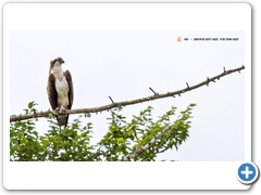 Osprey005