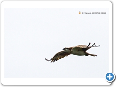Osprey006