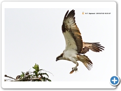 Osprey007