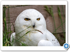 Owl001
