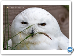 Owl002