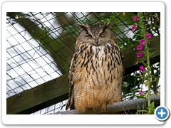 Owl003