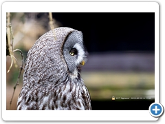 Owl004