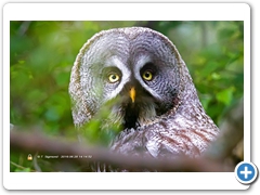 Owl005