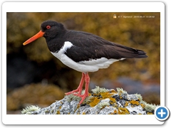 OysterCatcher001