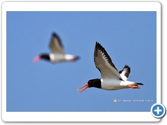 OysterCatcher002