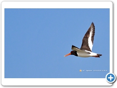 OysterCatcher003