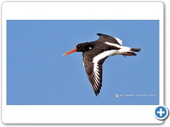 OysterCatcher004