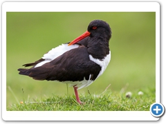 OysterCatcher005