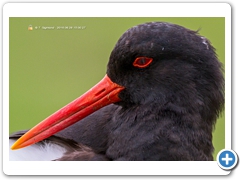 OysterCatcher006